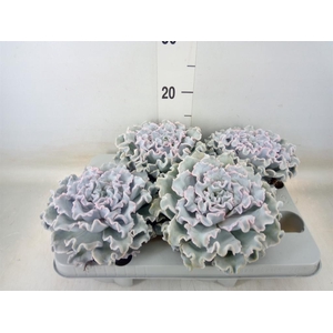 Echeveria   ...