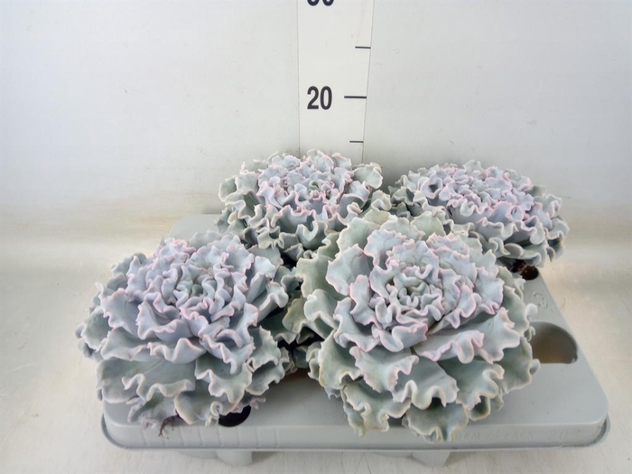 <h4>Echeveria ...</h4>