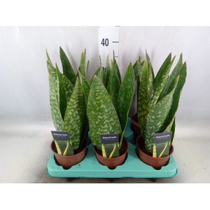 Sansevieria   ...