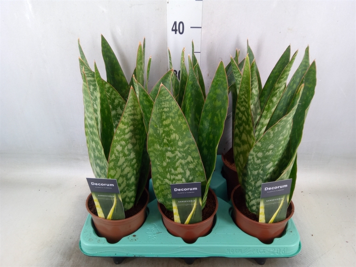 <h4>Sansevieria   ...</h4>