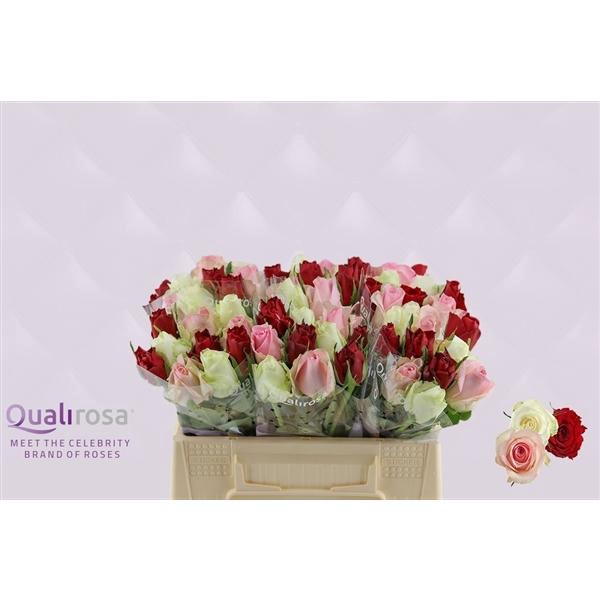 <h4>R Gr Mix Easy Lover</h4>