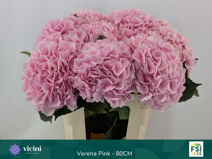 <h4>HYDR M CH VERENA</h4>