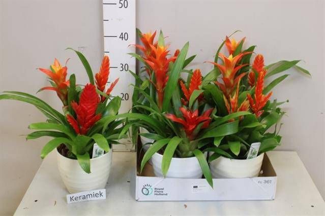 <h4>ARR BROMELIA</h4>