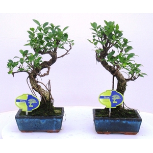 Ficus retusa, 15cm., shape, without drip tray