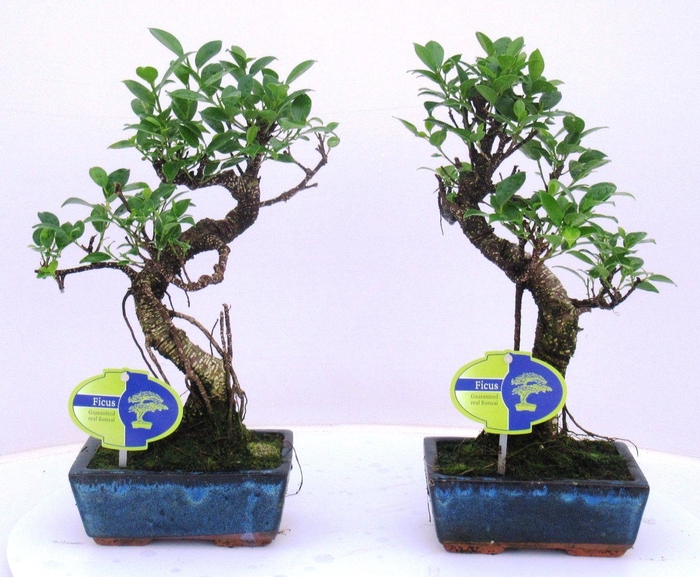 <h4>Ficus retusa, 15cm., shape, without drip tray</h4>