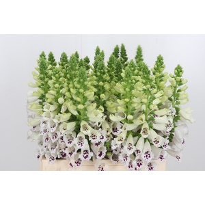 Digi Camelot White