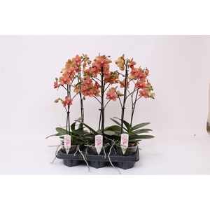 Phal. Multiflora 1-tak 