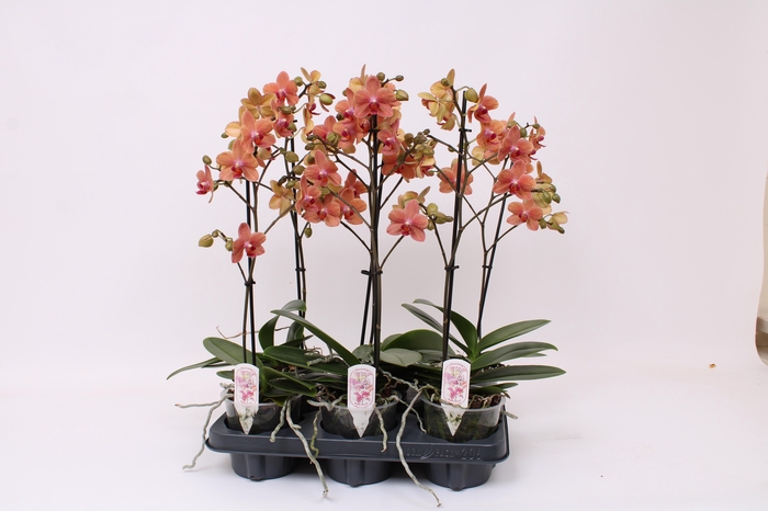 <h4>Phal. Multiflora 1-tak "Sunset Love"</h4>