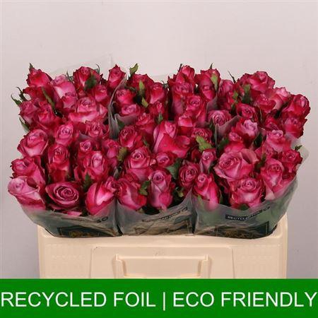 <h4>R Gr Deep Purple</h4>