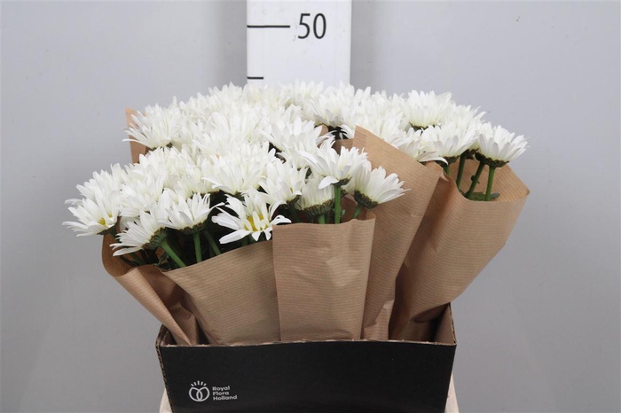 <h4>Leuc S Harmony</h4>