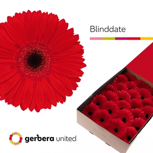 Gerbera Blinddate Doos