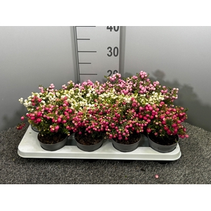 Gaultheria Pernettya mix in tray