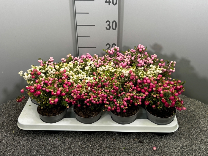 <h4>Gaultheria Pernettya mix in tray</h4>
