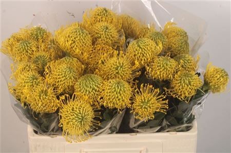 <h4>Leuco Superb Gold</h4>