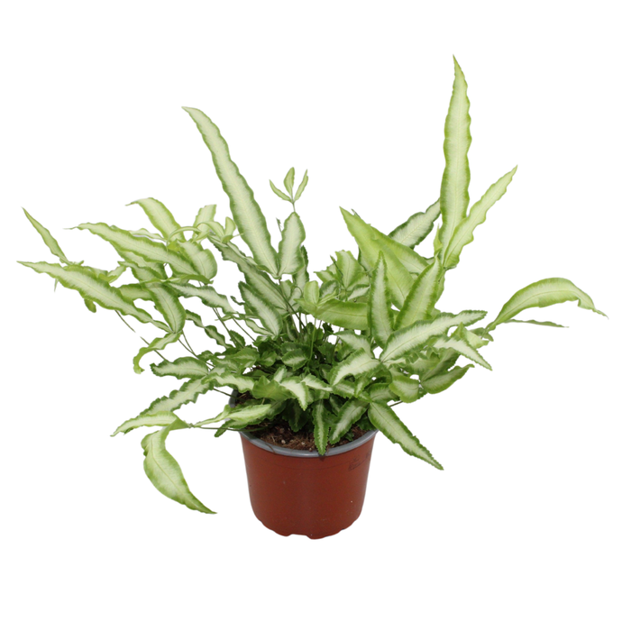 <h4>Pteris Cretica Albolineata</h4>