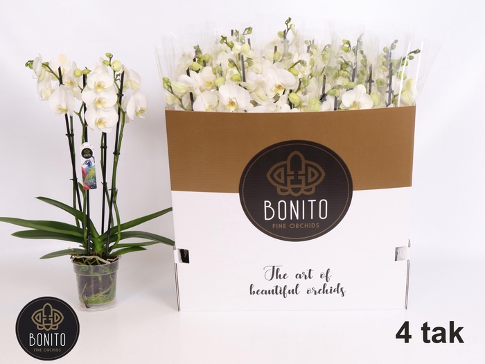 <h4>PHAL AN NOTTINGHAM</h4>