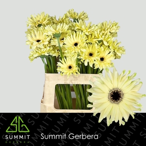 Gerbera Pastini Spritz Water