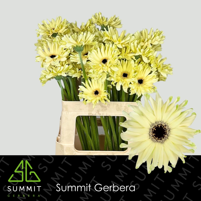 <h4>Gerbera Pastini Spritz Lang Gelijk 56cm Water x40</h4>