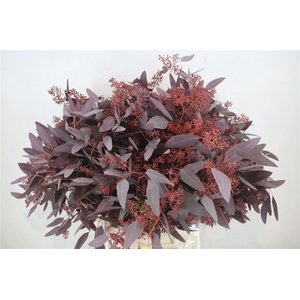 Euca Populus Berry 300gr Abs Red P Bunch
