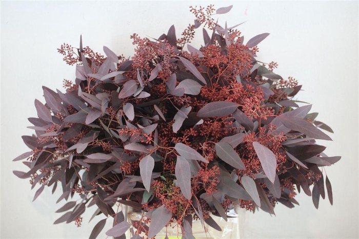 <h4>Euca Populus Berry 300gr Abs Red P Bunch</h4>