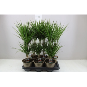 Dracaena Marginata 30-10