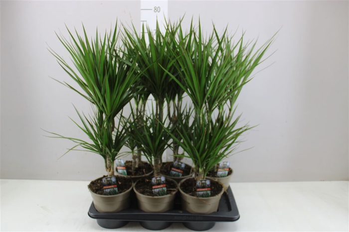 <h4>Dracaena Marginata 30-10</h4>