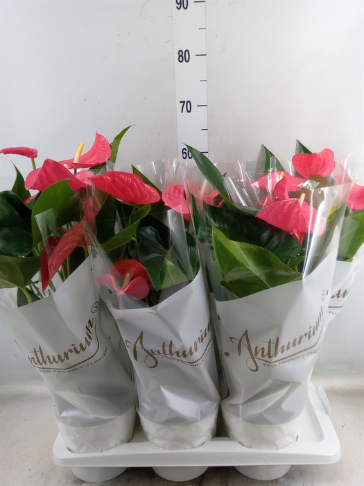 <h4>Anthurium andr. 'Maine'</h4>