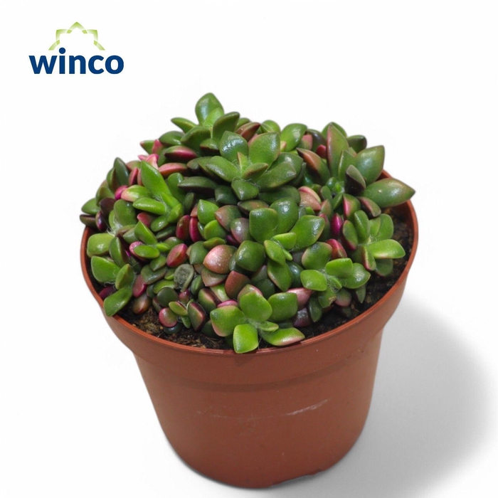 <h4>Anacampseros Sunrise</h4>