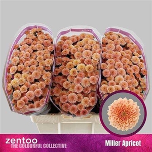 Chr S Miller Apricot ''new''
