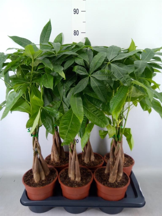 <h4>Pachira aquatica</h4>