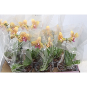PHALAENOPSIS P15 LARANJA MIN 5 FLS