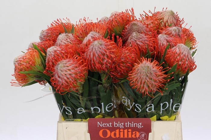 <h4>LEUCO CO TANGO</h4>