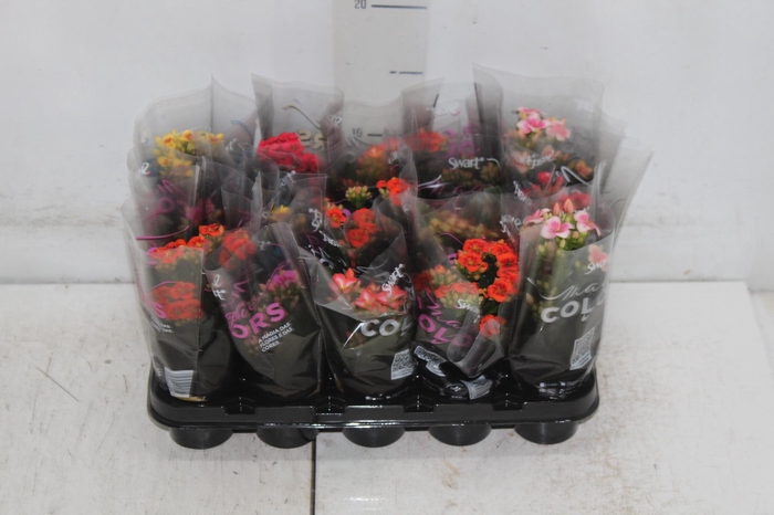 <h4>KALANCHOE P06 BICOLOR</h4>