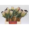 Protea Niobe
