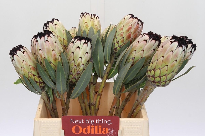 <h4>Protea Niobe</h4>