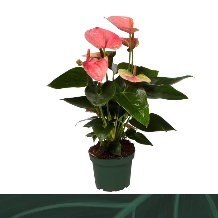 <h4>Anthurium andr. 'Sweet Dream'</h4>