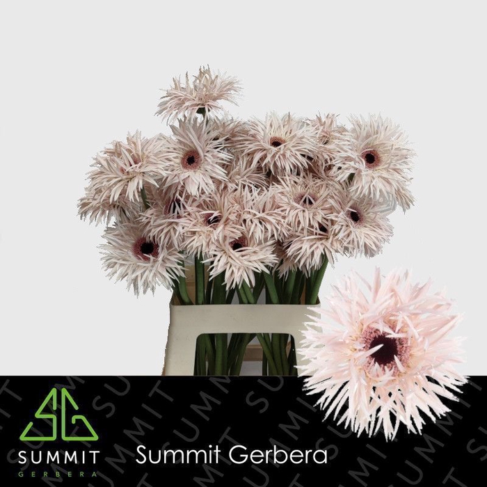 <h4>Gerbera Spider Cream Springs Lang Gelijk 56cm Water x40</h4>