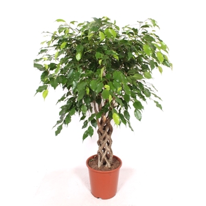 Ficus Exotica