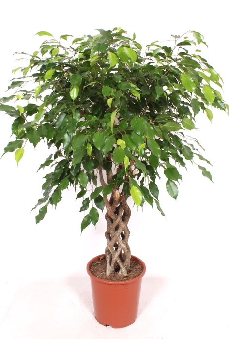 <h4>Ficus Exotica</h4>