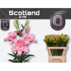 LI LA SCOTLAND