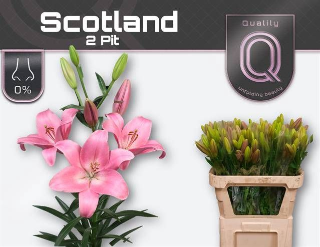 <h4>LI LA SCOTLAND</h4>