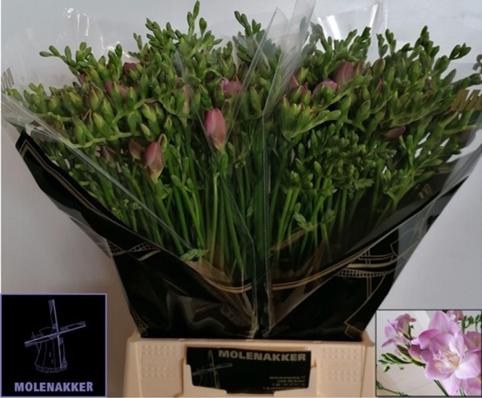 <h4>Freesia dub Rosanna</h4>