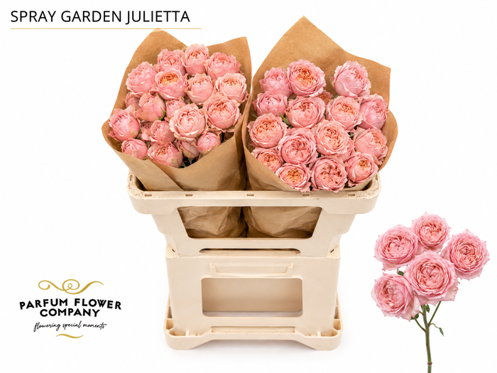 Rosa Spray Garden Julietta