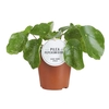 Pilea peperomoides