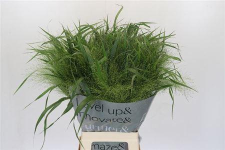 <h4>Panic Vi Fontaine</h4>