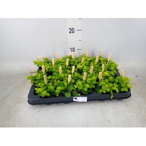 Peperomia rotundifolia