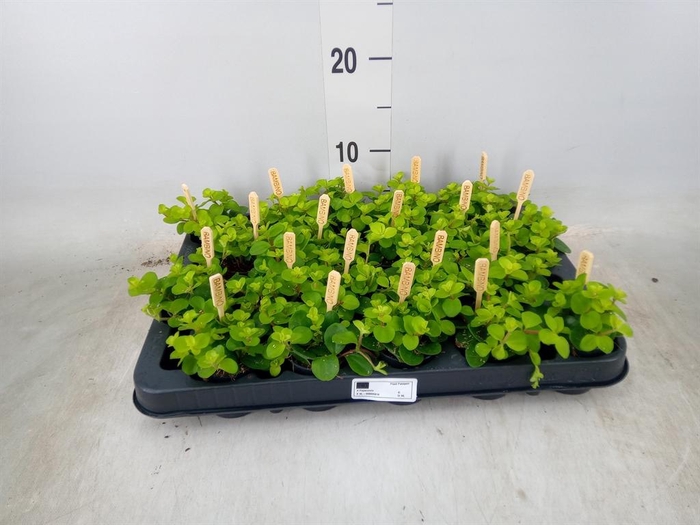 <h4>Peperomia rotundifolia</h4>