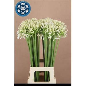 Agapanthus praecox 'Meoni'
