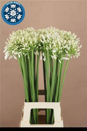 <h4>Agapanthus praecox 'Meoni'</h4>