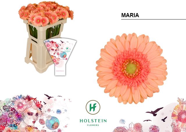 <h4>Germini Maria Water x60</h4>